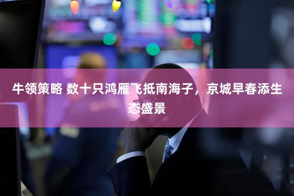 牛领策略 数十只鸿雁飞抵南海子，京城早春添生态盛景